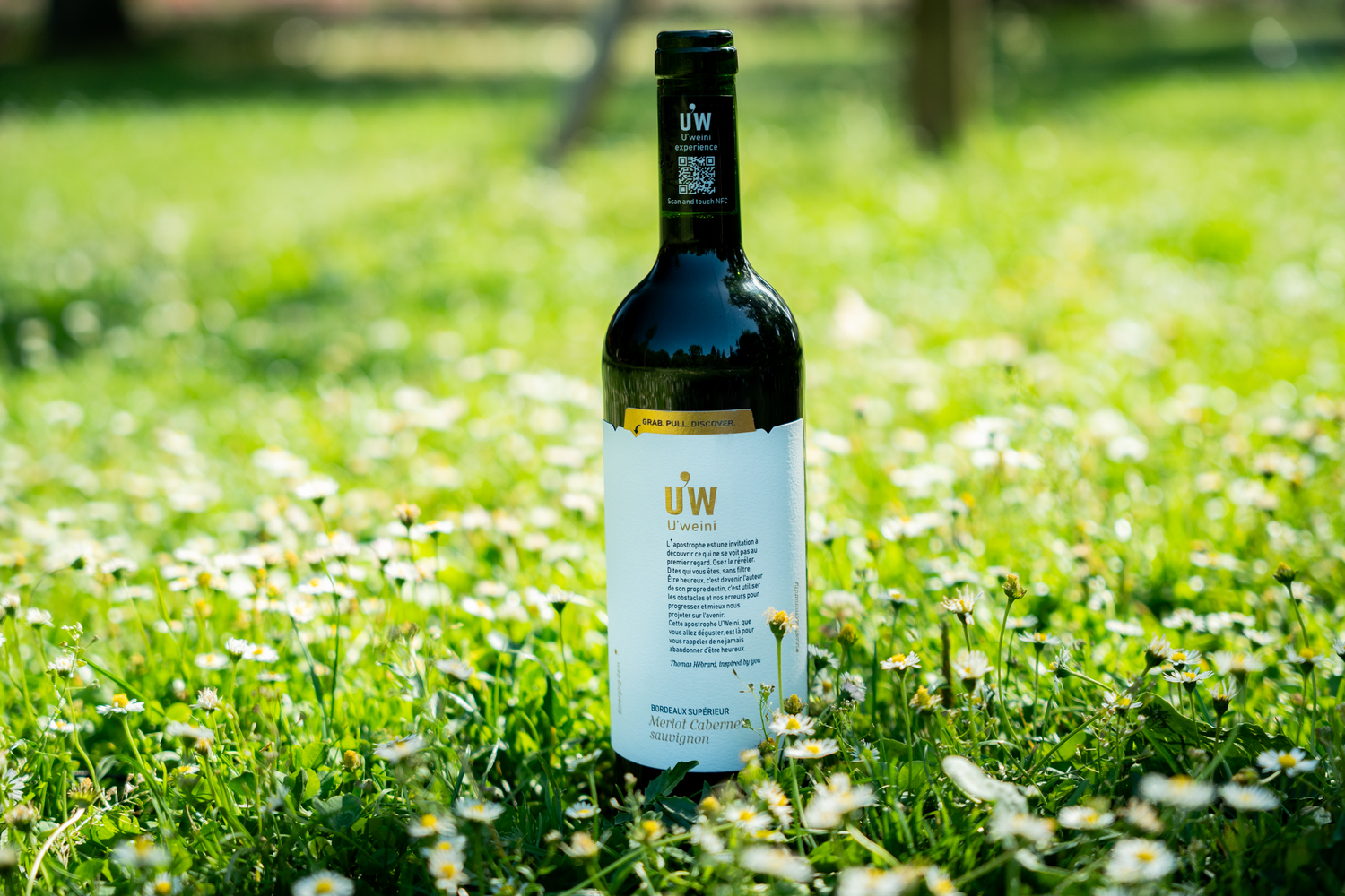 Sunlight filters through lush green grapevines, illuminating clusters of ripe grapes hanging on the vine.
